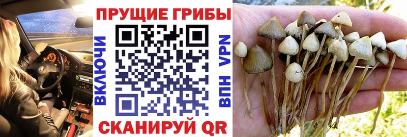 Купить  Мензелинск  Галлюциногенные грибы Cubensis 